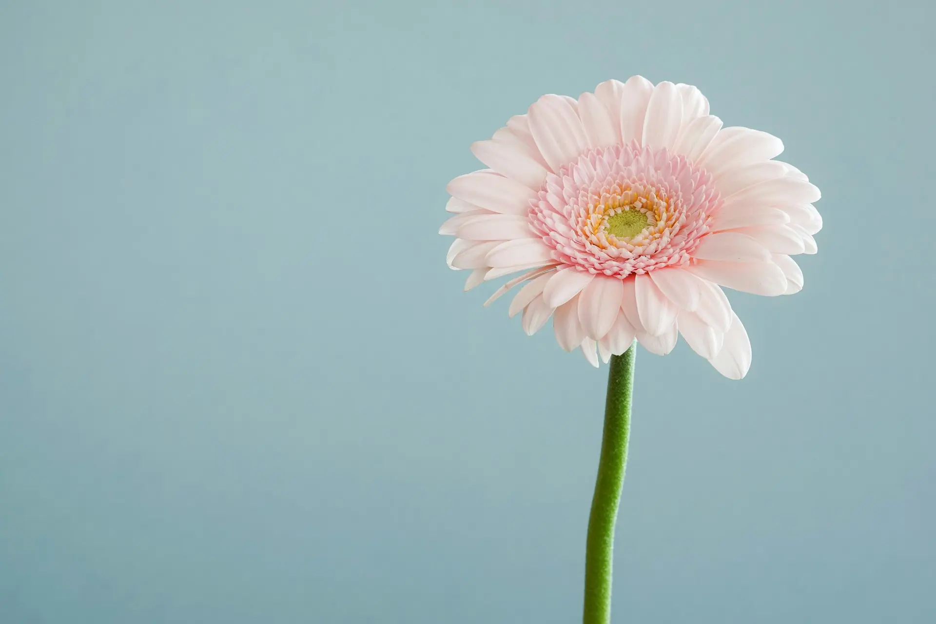 selective focus photography of pink petaled flower