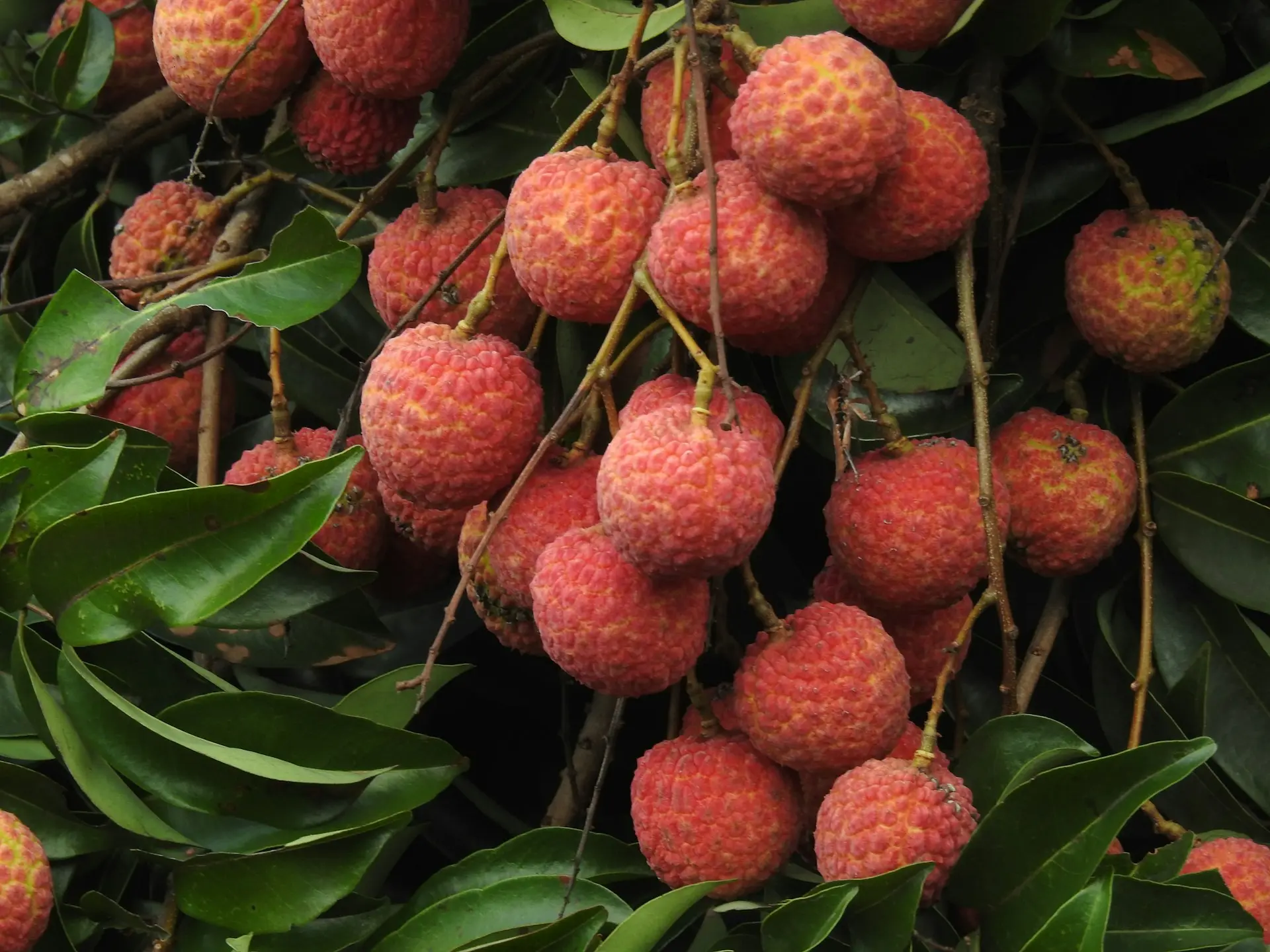 a bunch of fruit hanging from a tree